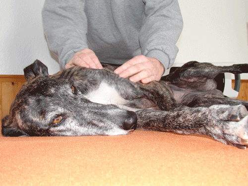 Massage beim Hund