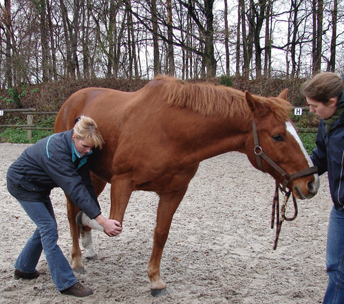 passive Bewegungstherapie beim Pferd